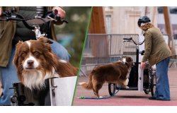 Le vélo cargo idéal pour des balades au poil ! 