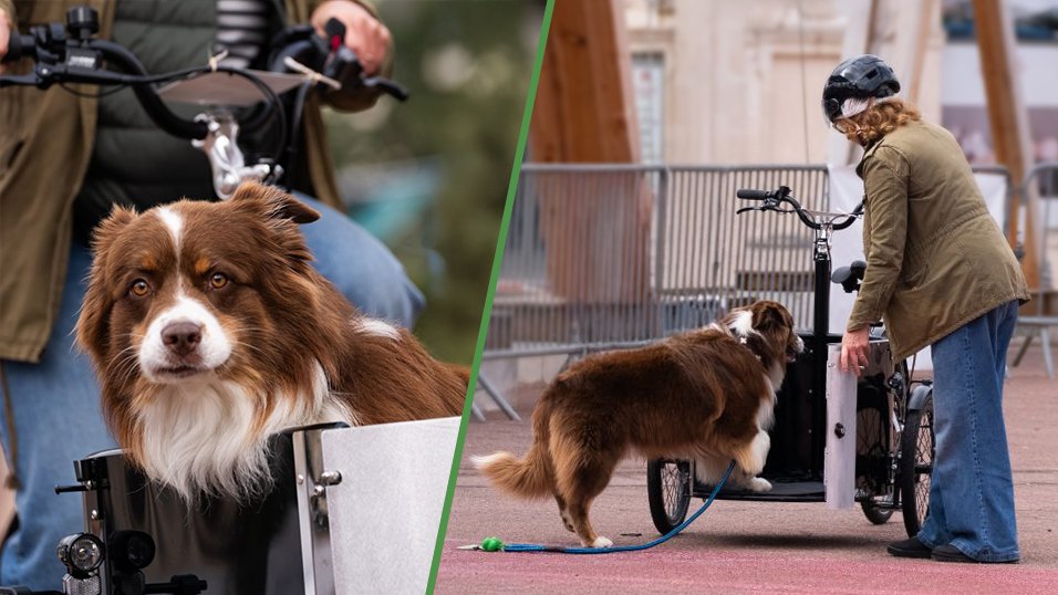 Le vélo cargo idéal pour des balades au poil ! 