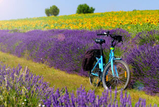 Un vélo de voyage au milieu des champs de lavande et de tournesols quelque part en Provence
