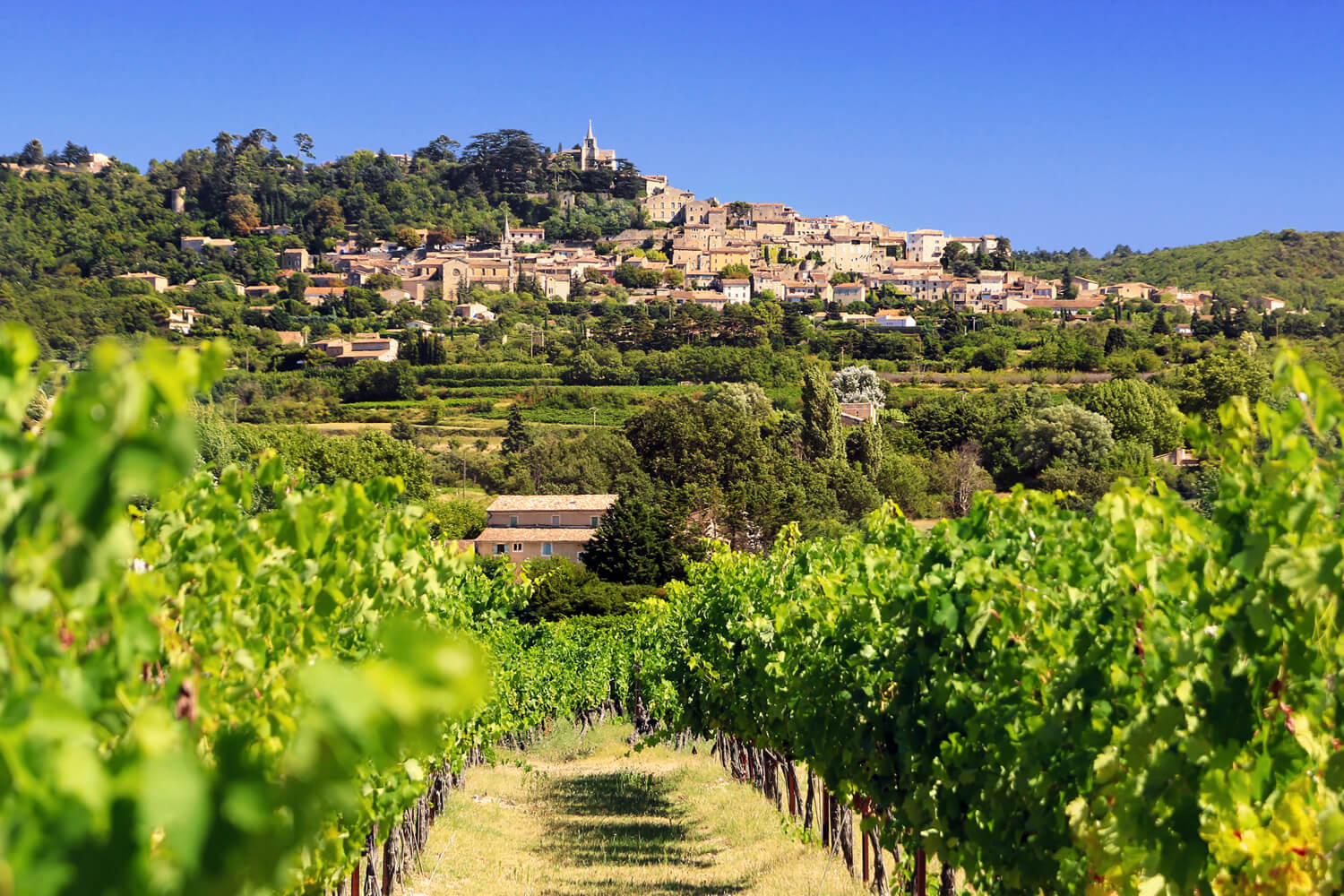 Les vignes au pied du village de Bonnieux